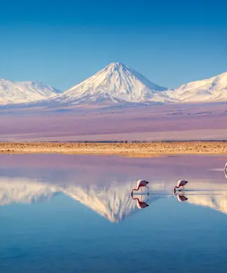 Die Tierwelt der «Salar de Surire»